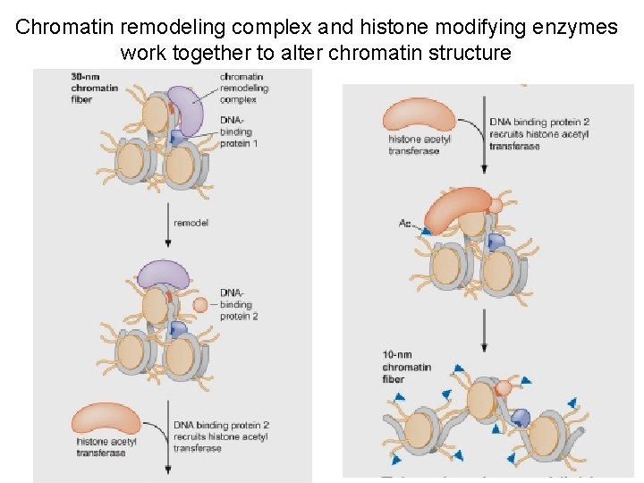 Chromatin remodeling complex and histone modifying enzymes work together to alter chromatin structure 