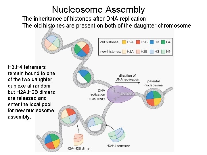 Nucleosome Assembly The inheritance of histones after DNA replication The old histones are present