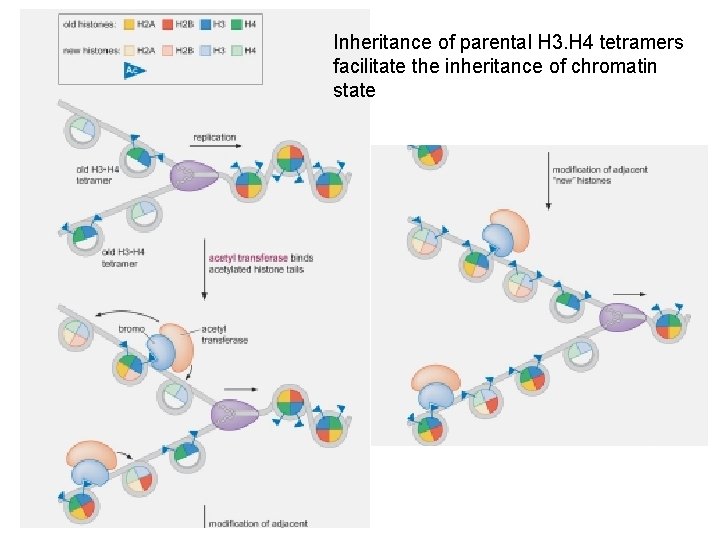 Inheritance of parental H 3. H 4 tetramers facilitate the inheritance of chromatin state