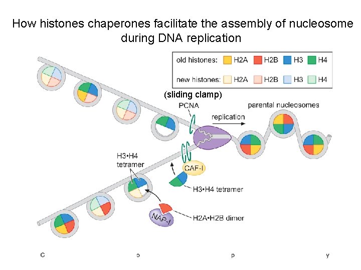 How histones chaperones facilitate the assembly of nucleosome during DNA replication (sliding clamp) 