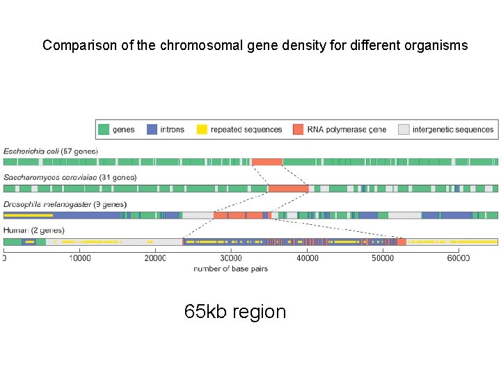 Comparison of the chromosomal gene density for different organisms 65 kb region 