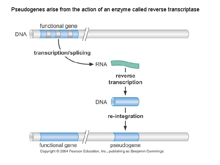 Pseudogenes arise from the action of an enzyme called reverse transcriptase 