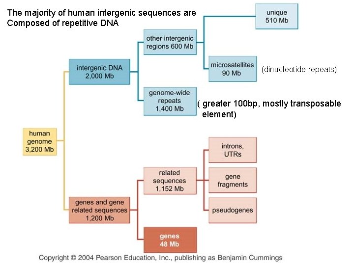 The majority of human intergenic sequences are Composed of repetitive DNA (dinucleotide repeats) (