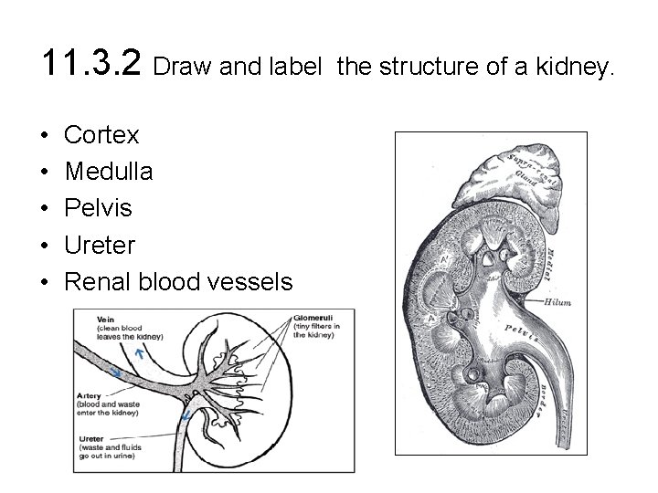 11. 3. 2 Draw and label • • • Cortex Medulla Pelvis Ureter Renal 11. 3. 2 Draw and label • • • Cortex Medulla Pelvis Ureter Renal