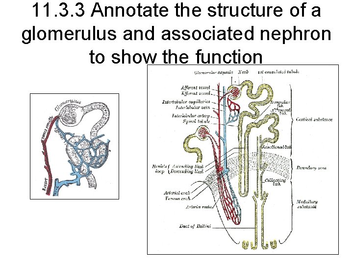 11. 3. 3 Annotate the structure of a glomerulus and associated nephron to show 11. 3. 3 Annotate the structure of a glomerulus and associated nephron to show