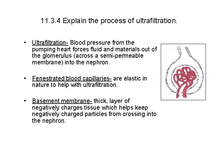 11. 3. 4 Explain the process of ultrafiltration. • Ultrafiltration- Blood pressure from the 11. 3. 4 Explain the process of ultrafiltration. • Ultrafiltration- Blood pressure from the