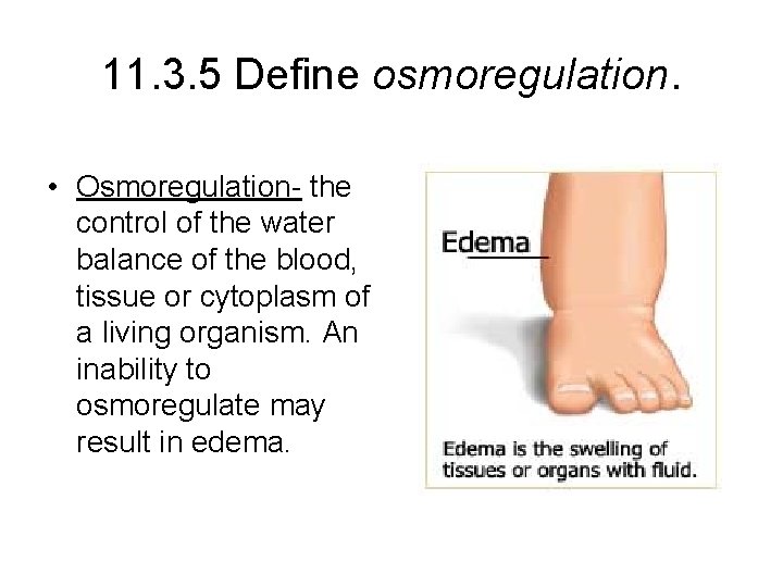11. 3. 5 Define osmoregulation. • Osmoregulation- the control of the water balance of 11. 3. 5 Define osmoregulation. • Osmoregulation- the control of the water balance of