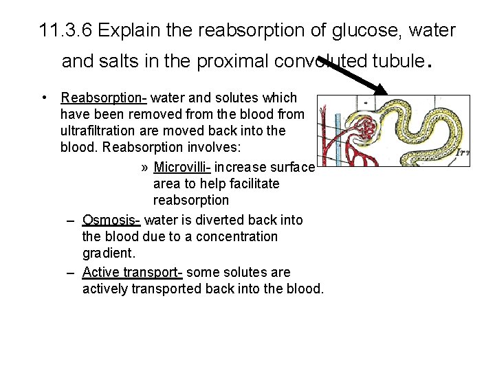 11. 3. 6 Explain the reabsorption of glucose, water and salts in the proximal 11. 3. 6 Explain the reabsorption of glucose, water and salts in the proximal