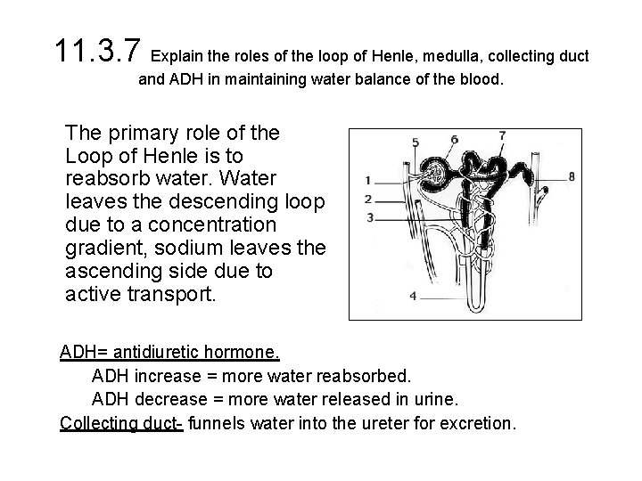 11. 3. 7 Explain the roles of the loop of Henle, medulla, collecting duct 11. 3. 7 Explain the roles of the loop of Henle, medulla, collecting duct