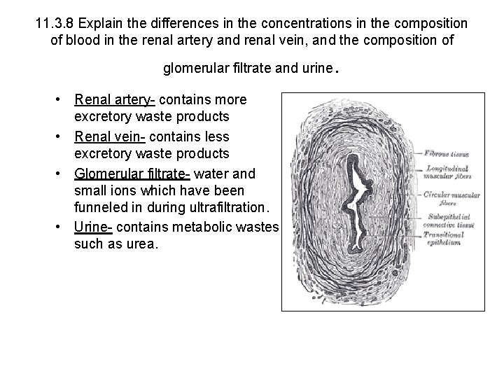 11. 3. 8 Explain the differences in the concentrations in the composition of blood 11. 3. 8 Explain the differences in the concentrations in the composition of blood