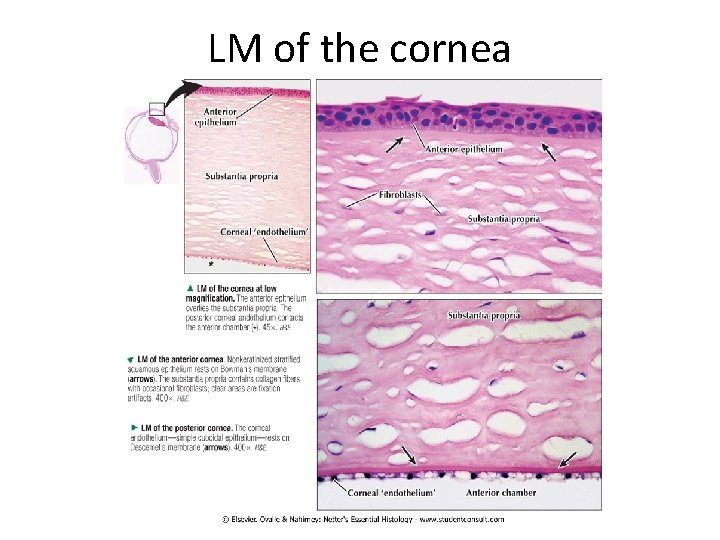 LM of the cornea 