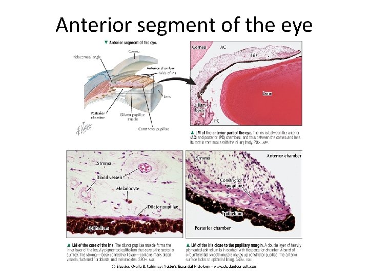 Anterior segment of the eye 