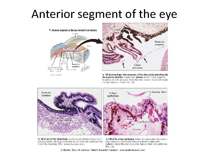 Anterior segment of the eye 