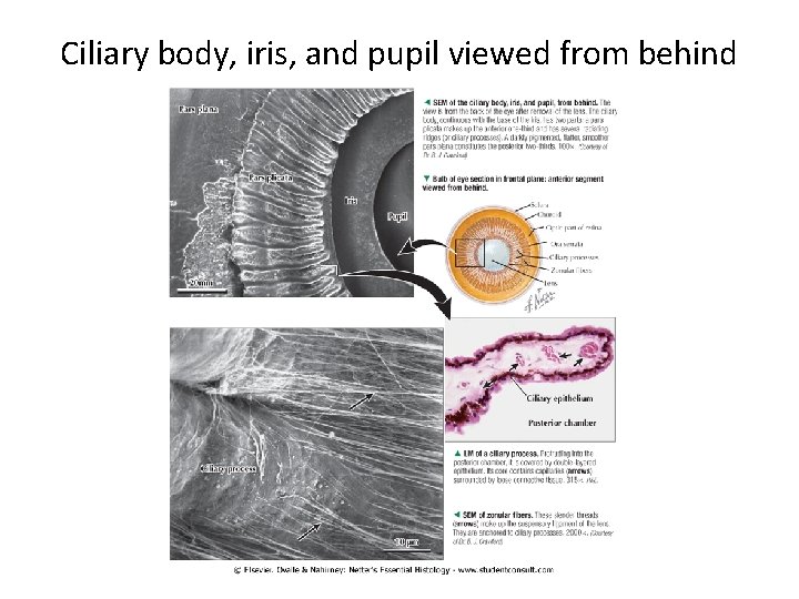 Ciliary body, iris, and pupil viewed from behind 