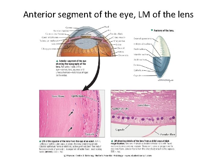 Anterior segment of the eye, LM of the lens 