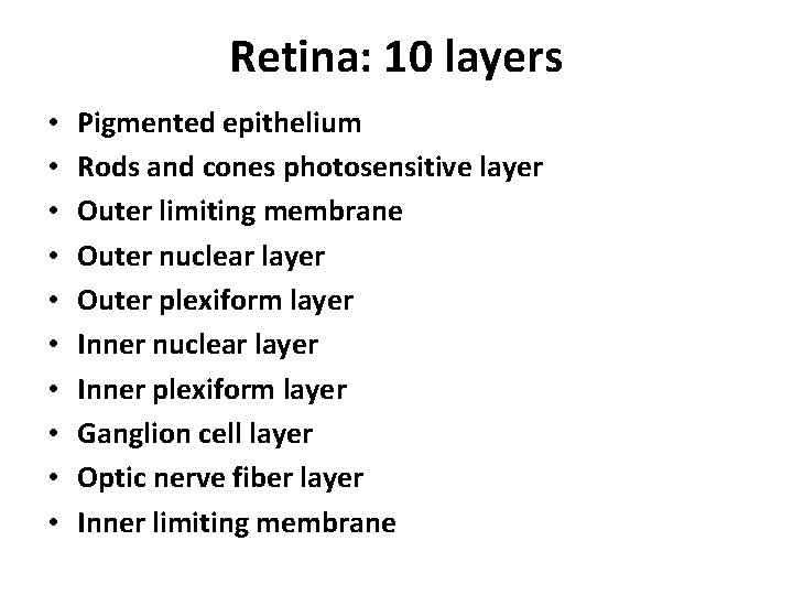 Retina: 10 layers • • • Pigmented epithelium Rods and cones photosensitive layer Outer