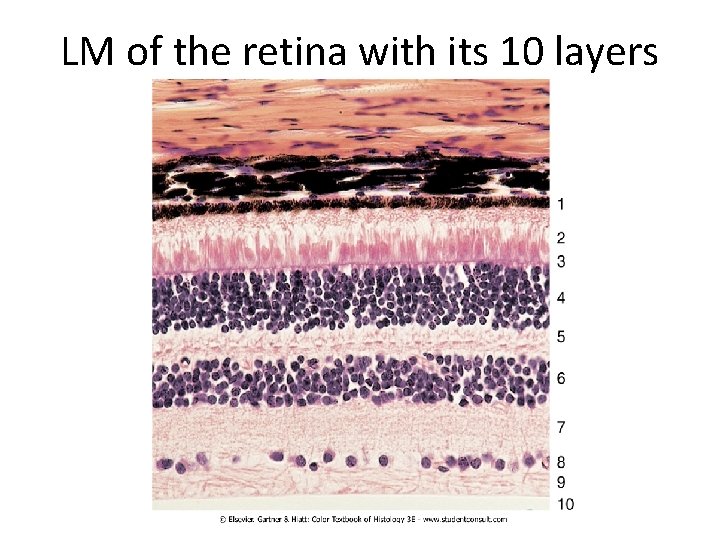 LM of the retina with its 10 layers 