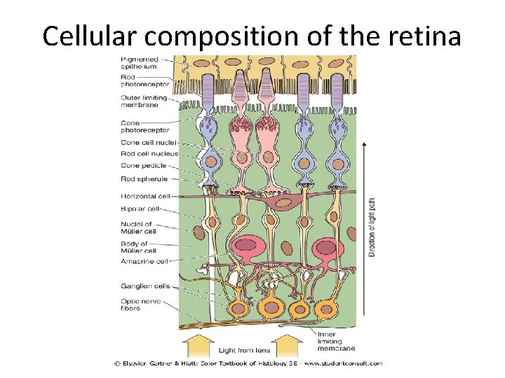 Cellular composition of the retina 
