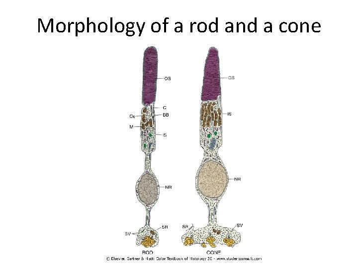Morphology of a rod and a cone 