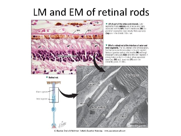 LM and EM of retinal rods 
