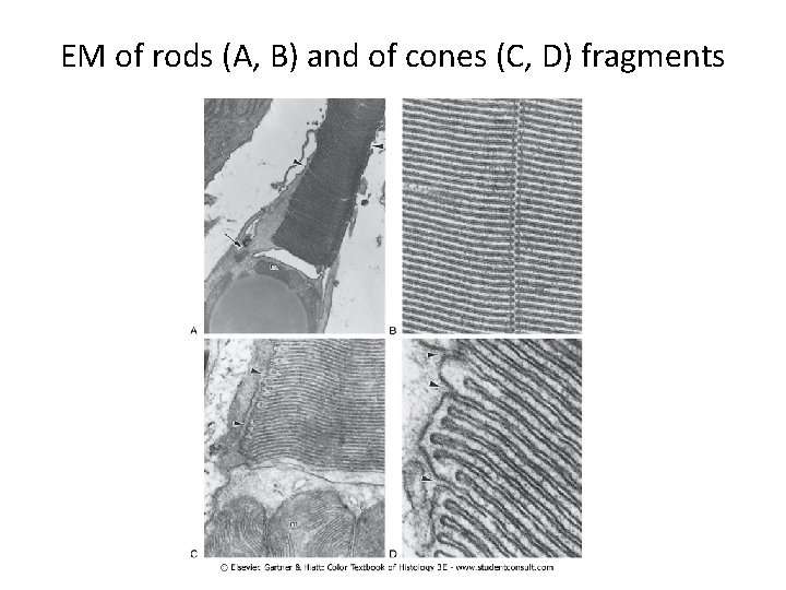 EM of rods (A, B) and of cones (C, D) fragments 