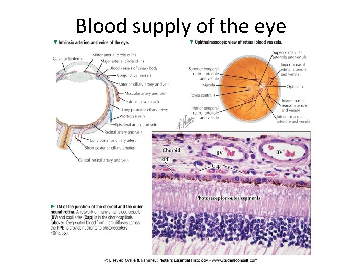 Blood supply of the eye 