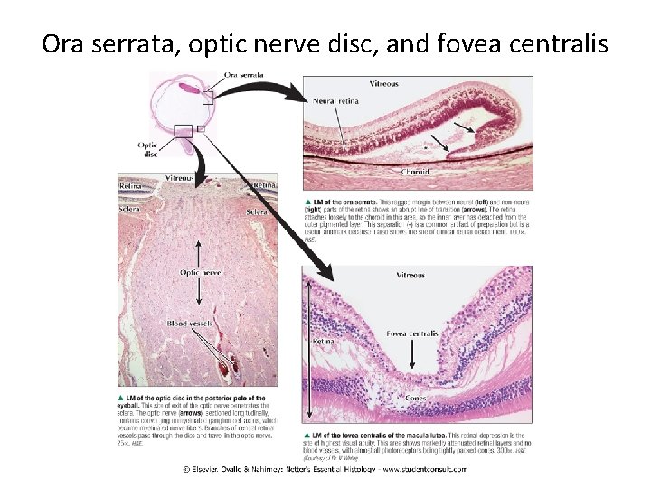 Ora serrata, optic nerve disc, and fovea centralis 