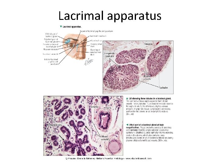 Lacrimal apparatus 