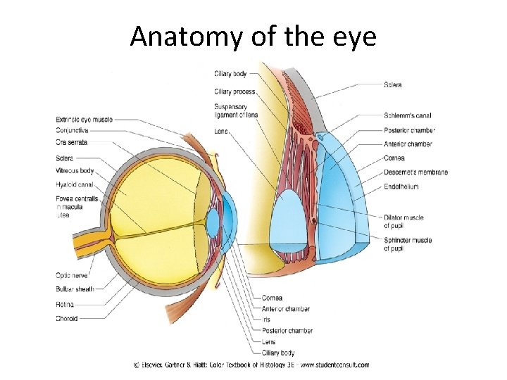 Anatomy of the eye 