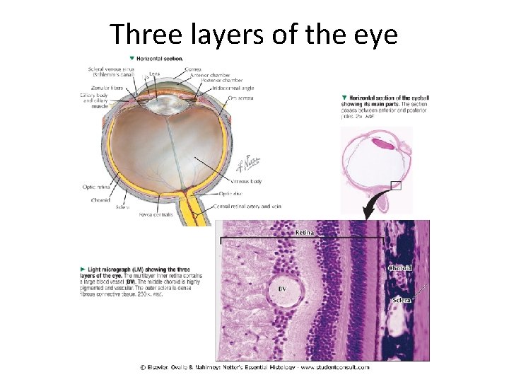 Three layers of the eye 