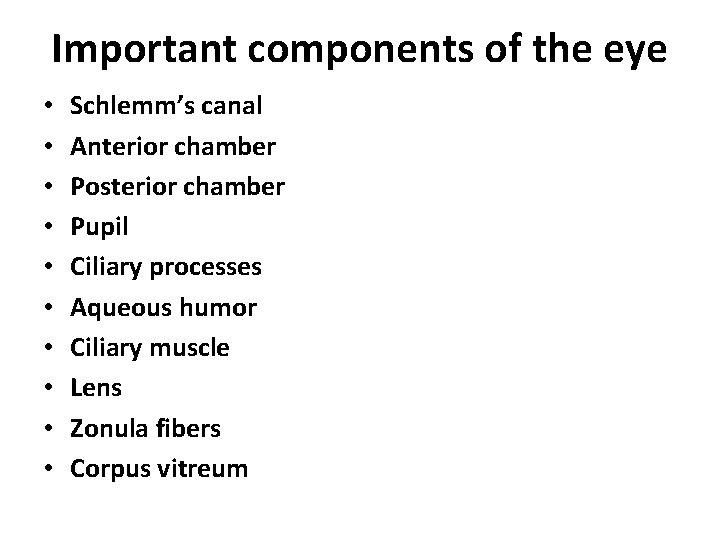 Important components of the eye • • • Schlemm’s canal Anterior chamber Posterior chamber