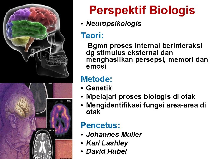 Perspektif Biologis • Neuropsikologis Teori: Bgmn proses internal berinteraksi dg stimulus eksternal dan menghasilkan