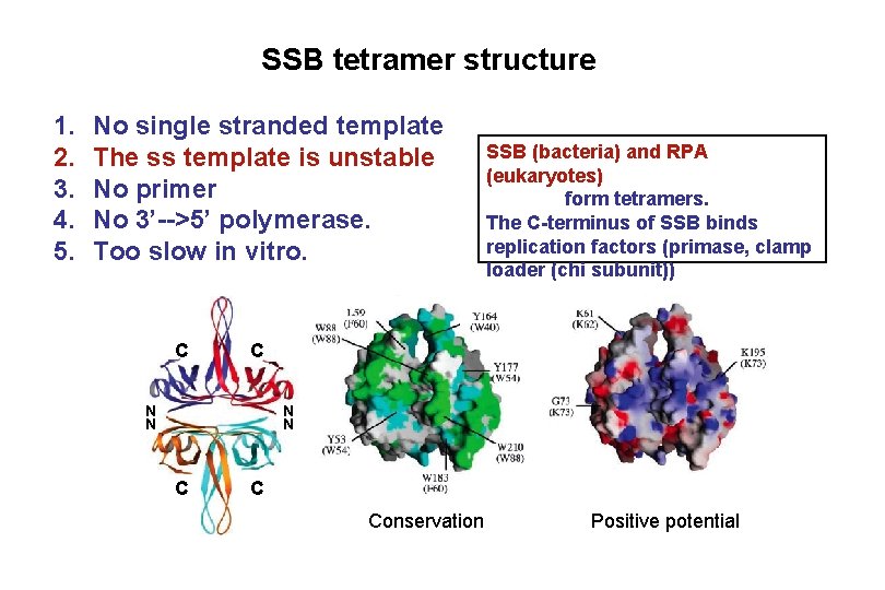 SSB tetramer structure 1. 2. 3. 4. 5. No single stranded template The ss