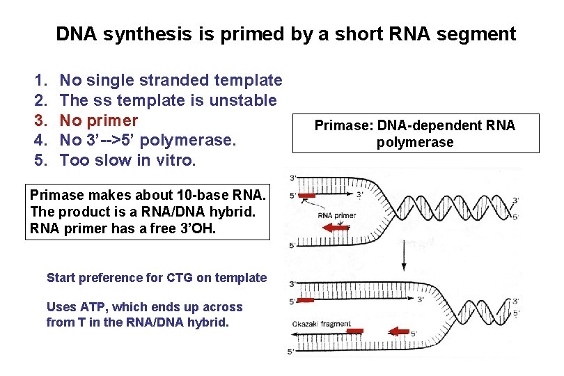DNA synthesis is primed by a short RNA segment 1. 2. 3. 4. 5.