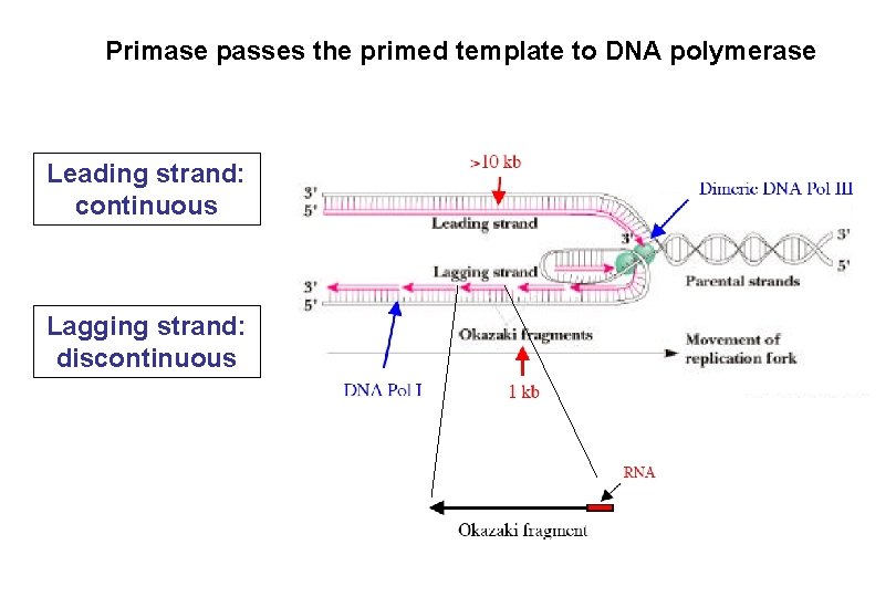 Primase passes the primed template to DNA polymerase Leading strand: continuous Lagging strand: discontinuous