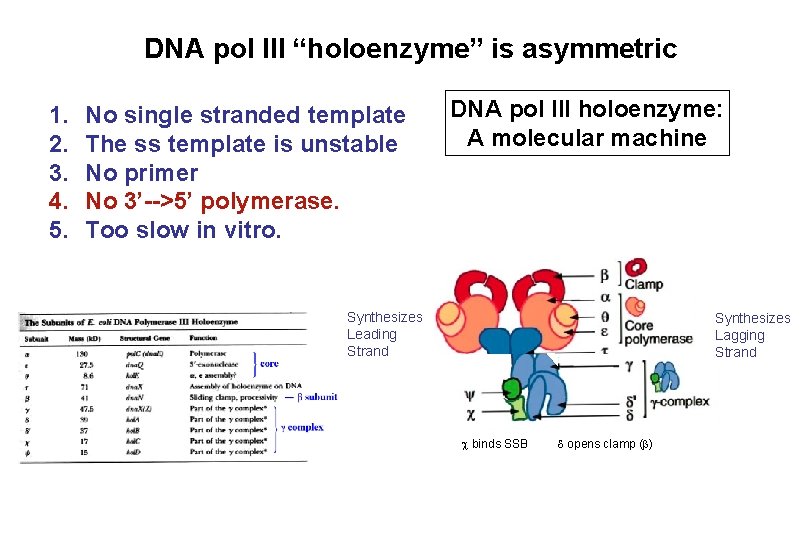 DNA pol III “holoenzyme” is asymmetric 1. 2. 3. 4. 5. No single stranded