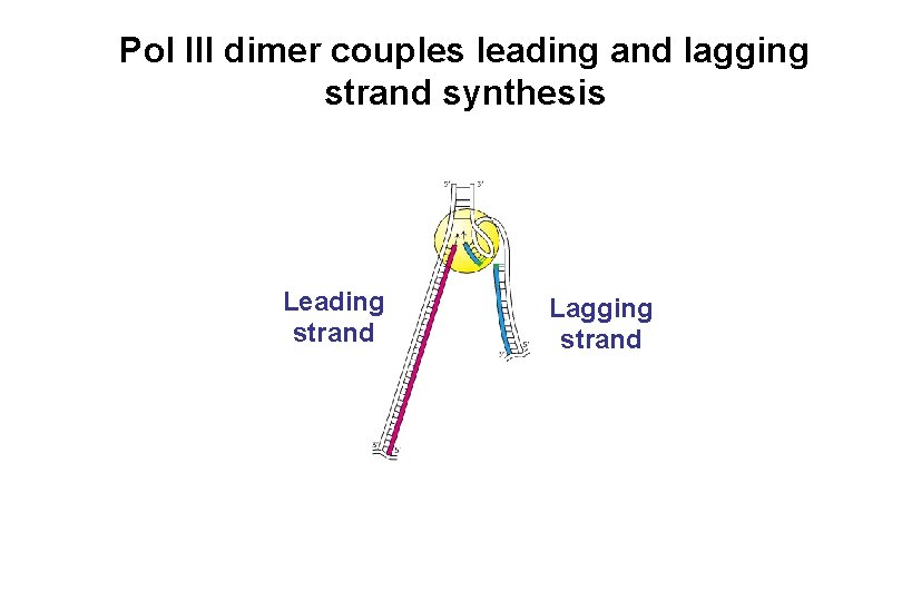 Pol III dimer couples leading and lagging strand synthesis Leading strand Lagging strand 