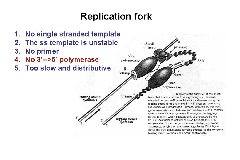 Replication fork 1. 2. 3. 4. 5. No single stranded template The ss template