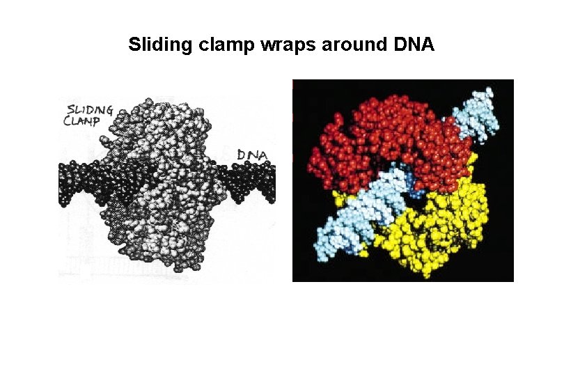 Sliding clamp wraps around DNA N C 