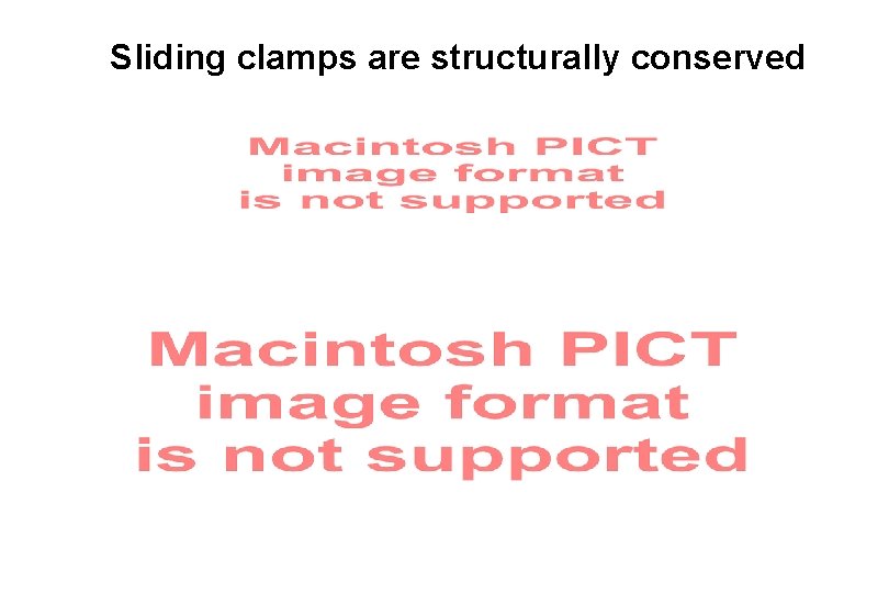 Sliding clamps are structurally conserved “Palm” 