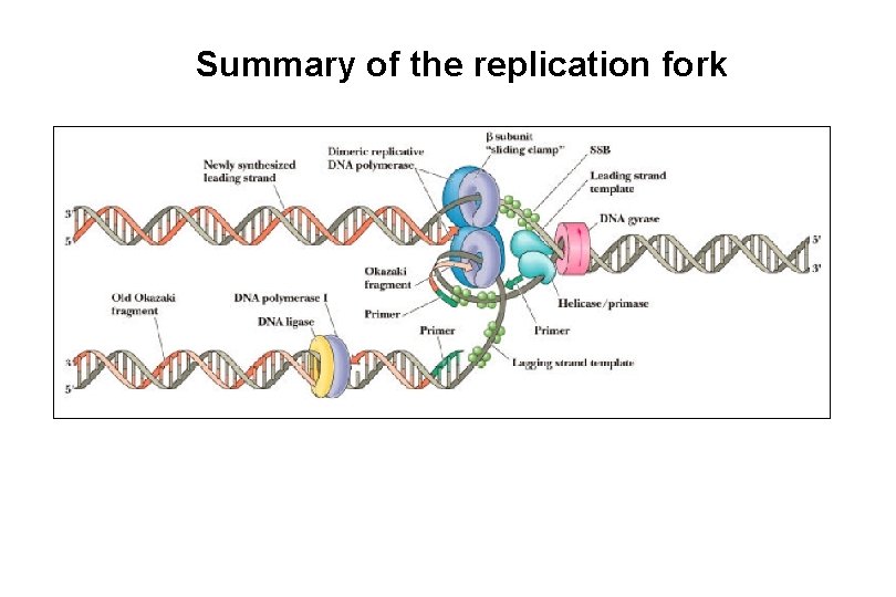 Summary of the replication fork “Palm” 