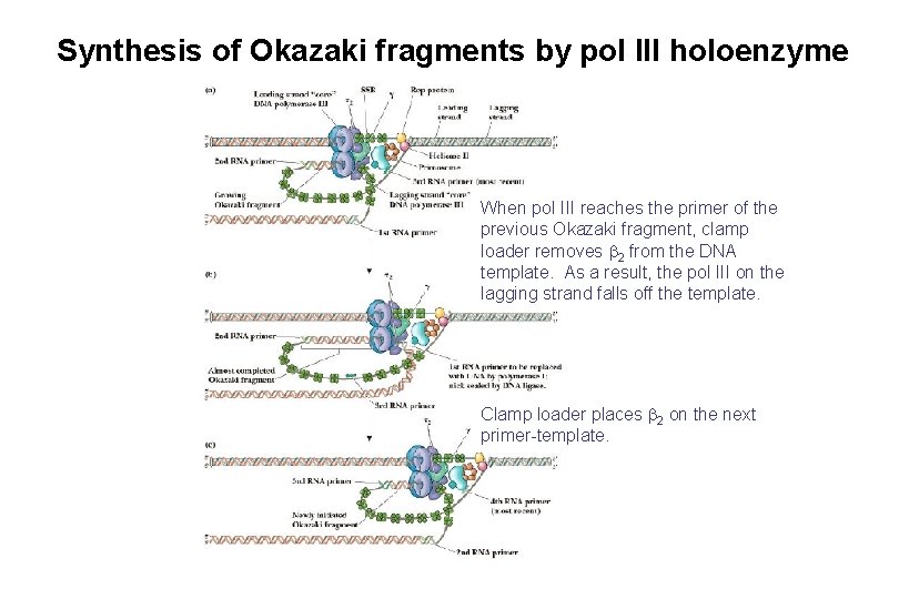 Synthesis of Okazaki fragments by pol III holoenzyme When pol III reaches the primer