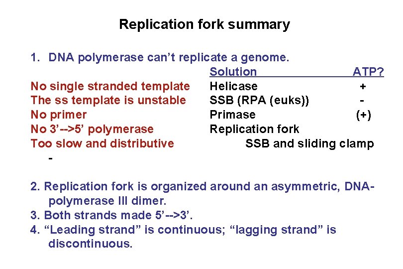 Replication fork summary 1. DNA polymerase can’t replicate a genome. Solution ATP? No single
