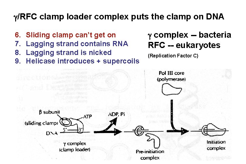  /RFC clamp loader complex puts the clamp on DNA 6. 7. 8. 9.