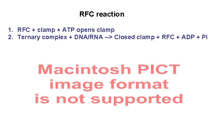 RFC reaction 1. RFC + clamp + ATP opens clamp 2. Ternary complex +