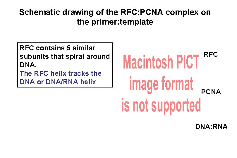 Schematic drawing of the RFC: PCNA complex on the primer: template RFC contains 5