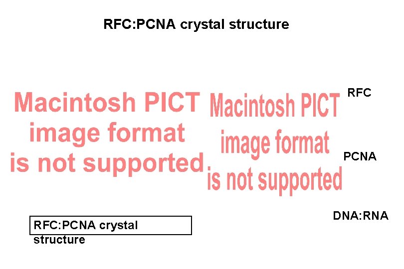 RFC: PCNA crystal structure RFC PCNA RFC: PCNA crystal structure DNA: RNA 