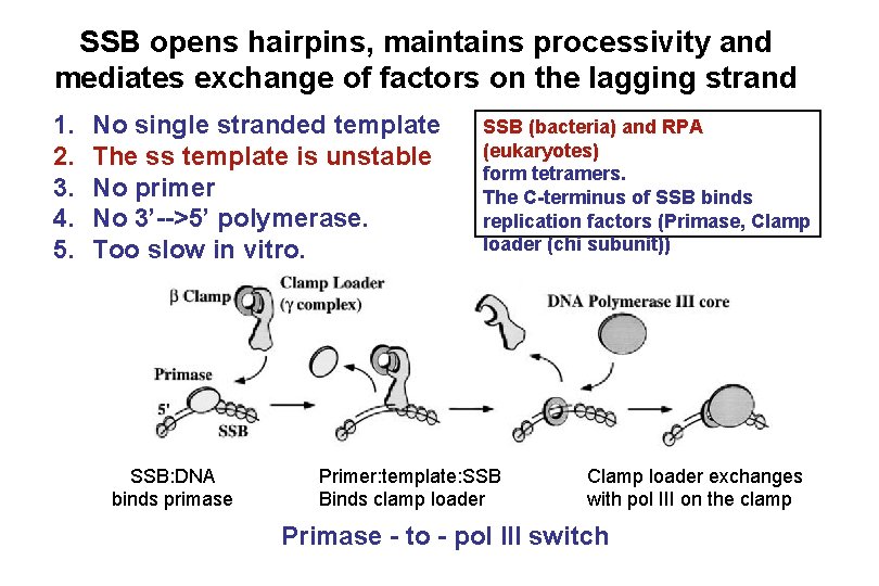 SSB opens hairpins, maintains processivity and mediates exchange of factors on the lagging strand