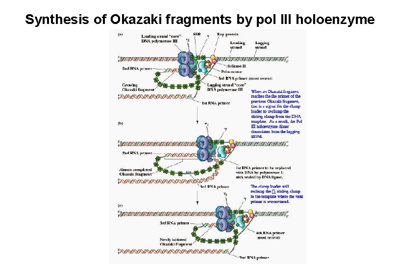 Synthesis of Okazaki fragments by pol III holoenzyme 
