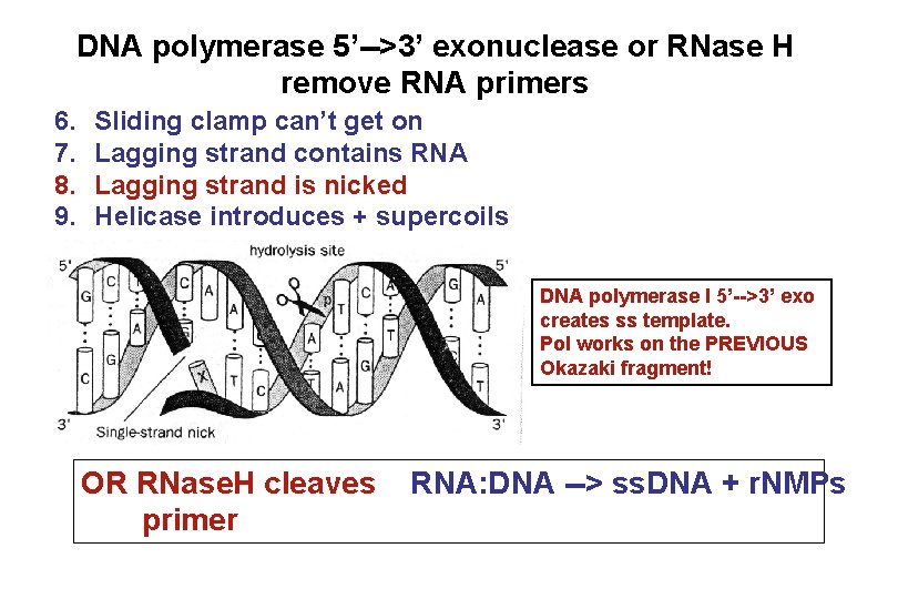 DNA polymerase 5’-->3’ exonuclease or RNase H remove RNA primers 6. 7. 8. 9.